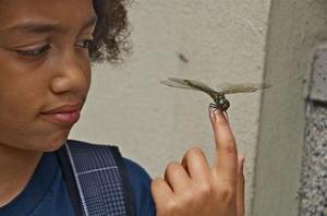 Devon & Dragonfly